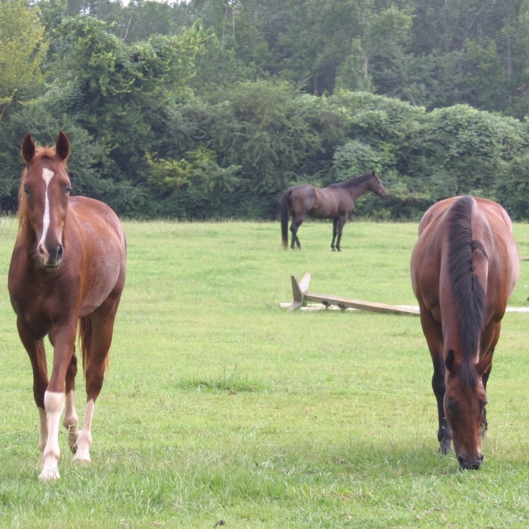 EEE detected in horses in two South Georgia Counties
